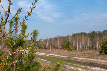Spring landscape with dirt road