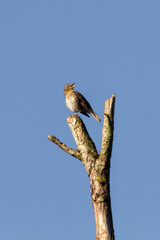 Song thrush on a dead tree in front of a blue sky