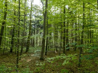 Obraz premium green deciduous trees in the forest.