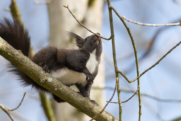 European brown squirrel in winter coat on a branch in the forest