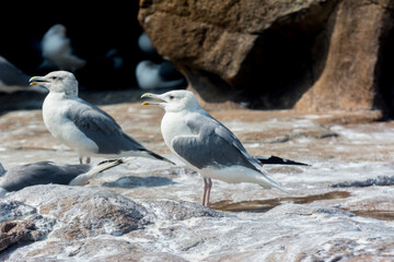 a pair of seagulls standing on rocky coastline
