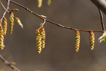 A hornbeam buds in spring