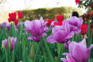 Purple Tulips