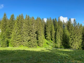 Evergreen forest or coniferous trees over the Iberig region and on the slopes of the Schwyz Alps mountain massif, Oberiberg - Canton of Schwyz, Switzerland (Kanton Schwyz, Schweiz)