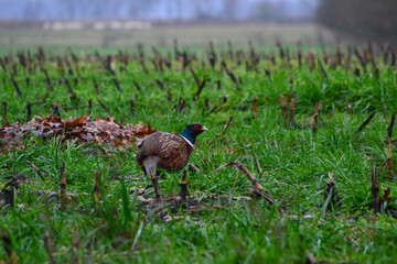 Common pheasant (Phasianus colchicus). Pheasant in the wet grass after a rain shower.
