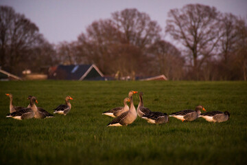 Greylag goose (Anser anser) in the grasslands.
