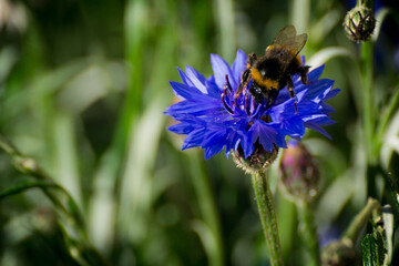 Bumblebee. Macro or close up picture from a bumblebee on a flower.
