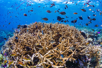 Pristine staghorn coral at scuba diving site in Indonesia