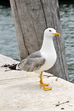 urban seagull great white seagull in seaside town