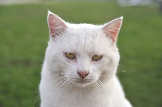adorable cute white cat with clear eyes