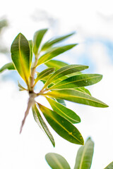 Obraz premium green leaves blowing in the wind with a white cloud background 
