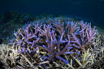 Naklejka na ściany i meble Pristine staghorn coral at scuba diving site in Indonesia