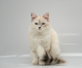 Neva Masquerade on white backgrounds