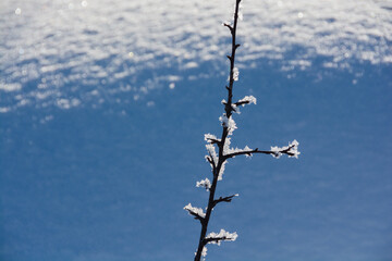 冬枯れの木に着いた霧氷