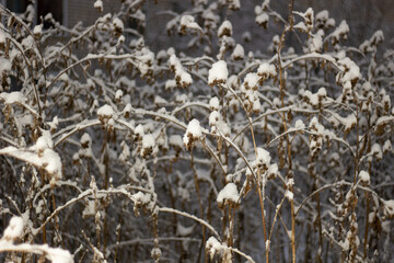 Dry thistle in snow in winter night