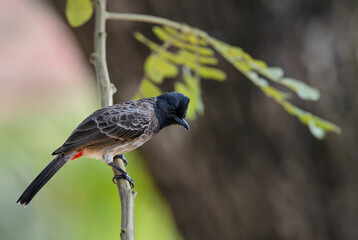 Red-vented Bulbul - Pycnonotus cafer, beautiful common perching bird from Asian forests and...