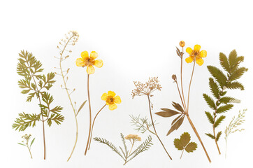 dried flowers composition. herbarium. isolated on white background