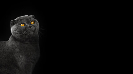 Banner of beautiful scottish fold cat in studio on a black isolated background with copy space