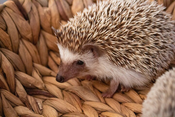 toothy hedgehog in a knitted basket
