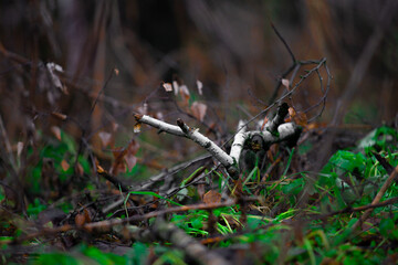 forest