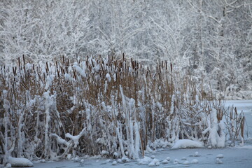 snowy lake reeds in the snow winter landscape