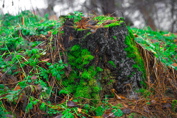 moss on the tree