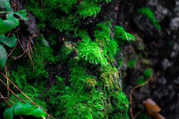 moss on a tree