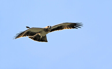 Obraz premium Booted eagle (Aquila pennata), Greece
