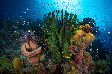 Abundant fish life schools above coral reef below liveaboard dive boat