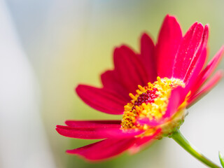 Closeup of red flower