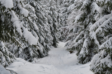 Winterwald bei Labaroche in den Vogesen
