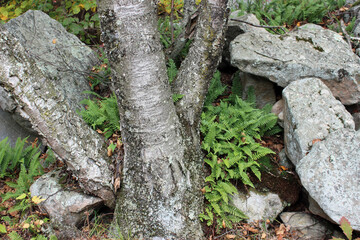Walk through the woods with Ferns