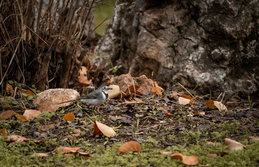 Naklejka na ściany i meble White wagtail holding a seed on his beak photographed in the nature.