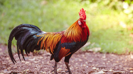 rooster with beautiful feathers in the morning sun