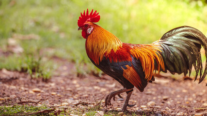 rooster with beautiful feathers in the morning sun