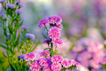 Cluster of common daisies or lawn daisies wild flowers