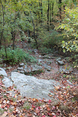 Green Leaves in Autumn Forest