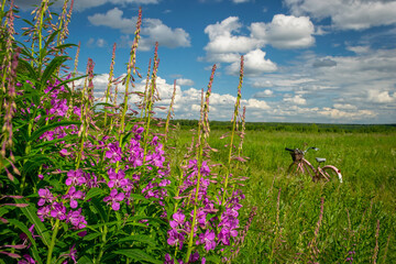 meadow with flowers. Ivan-tea flowers large against the blue sky with white clouds, green grass on...