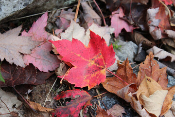 Red Leaves and Gray Rocks