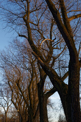 Zimowe drzewa w Parku Kościuszki na tle niebeiskiego nieba