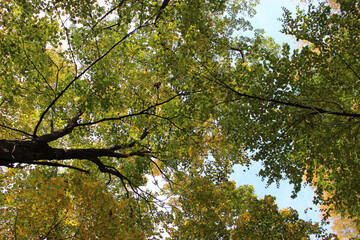 Green Leaves in Autumn Forest