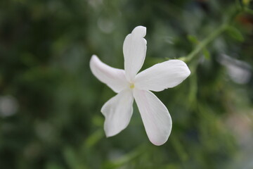 Fototapeta premium white spring flower