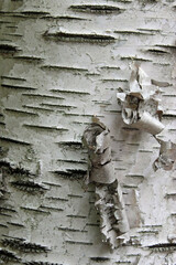 Birch Bark in the Woods