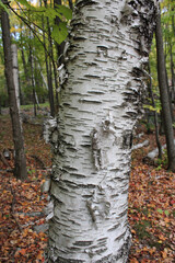 Birch Bark in the Woods