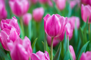 beautiful pink tulips blooming in the winter.