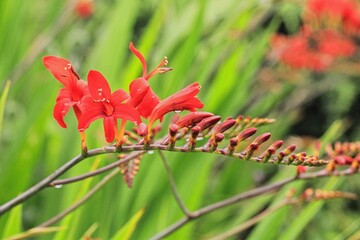 Macro photo of blooming Crocosmia 