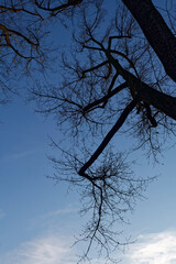 Zimowe drzewa w Parku Kościuszki na tle niebeiskiego nieba © Miroslaw