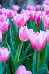 Beautiful pink tulips blooming in the garden.