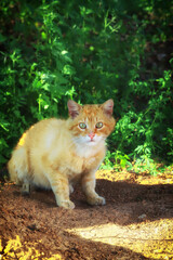 Wild scared red cat on the street.