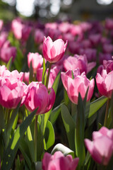 Beautiful pink tulips in full bloom when the sun shines.